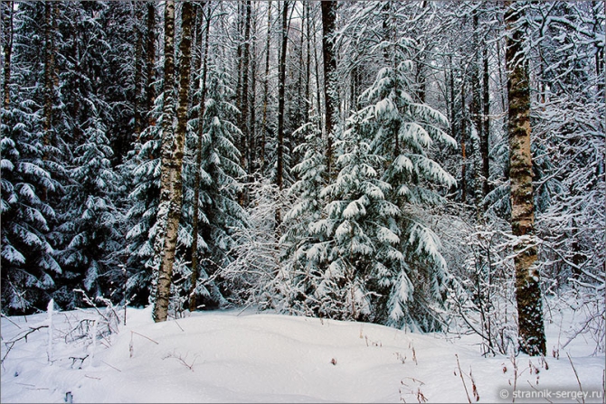 Новогодние открытки: подарите своим близким и друзьям Здоровье (зимний лес, лыжный поход, русская зима, фото)